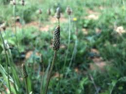 Attēlu rezultāti vaicājumam “Plantago lanceolata fruit”