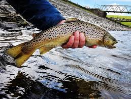 Image result for Ulverston Angling Association