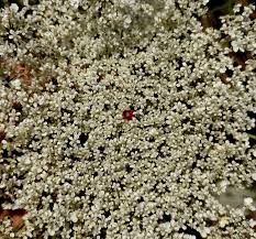 Attēlu rezultāti vaicājumam “Daucus sativus flower”