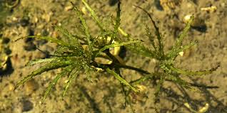 Attēlu rezultāti vaicājumam “Najadaceae”