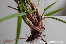 Attēlu rezultāti vaicājumam “Carex digitata fruit”