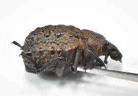 Image result for Brachycerus undatus