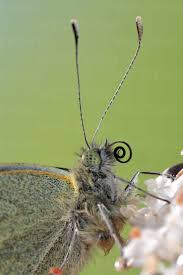 Attēlu rezultāti vaicājumam “Pieris rapae”