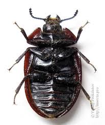 Attēlu rezultāti vaicājumam “Peltis grossa”