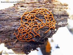 Attēlu rezultāti vaicājumam “Hemitrichia serpula macro”