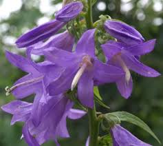 Attēlu rezultāti vaicājumam “Campanula rapunculoides flower”