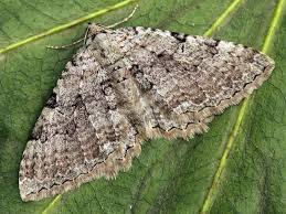 Attēlu rezultāti vaicājumam “Hydria cervinalis”