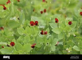 Image result for Lotus tetragonolobus