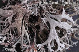 Attēlu rezultāti vaicājumam “Pseudevernia furfuracea”