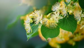 Attēlu rezultāti vaicājumam “Tilia cordata flower”