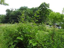 Attēlu rezultāti vaicājumam “Arctium lappa leaf”