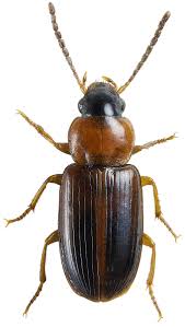 Attēlu rezultāti vaicājumam “Acupalpus flavicollis”