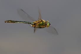 Attēlu rezultāti vaicājumam “Cordulidae”