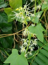 Attēlu rezultāti vaicājumam “Echinocystis lobata flower”