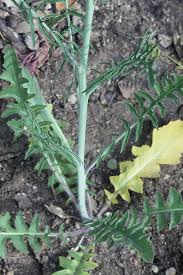 Attēlu rezultāti vaicājumam “Sisymbrium altissimum leaf”