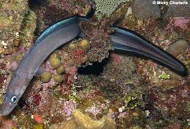 Image result for Conger conger