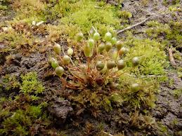 Attēlu rezultāti vaicājumam “Physcomitrium pyriforme sporophyte”