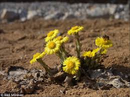 Attēlu rezultāti vaicājumam “Tussilago farfara”