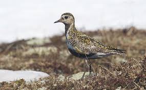 Attēlu rezultāti vaicājumam “Pluvialis apricaria”