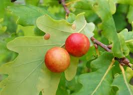 Attēlu rezultāti vaicājumam “Cynips quercusfolii”