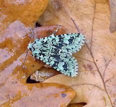 Attēlu rezultāti vaicājumam “Griposia aprilina”