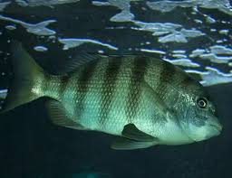 Image result for Archosargus probatocephalus