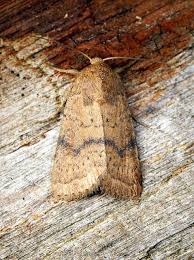 Attēlu rezultāti vaicājumam “Hoplodrina octogenaria”