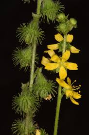 Attēlu rezultāti vaicājumam “Agrimonia eupatoria flower”
