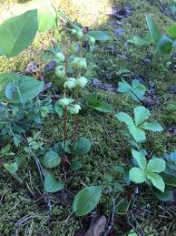 Attēlu rezultāti vaicājumam “Pyrola chlorantha”