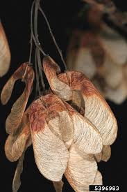 Attēlu rezultāti vaicājumam “Acer tataricum subsp. ginnala fruit”