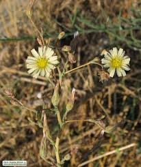 Attēlu rezultāti vaicājumam “Lactuca serriola”