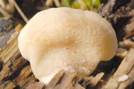 Attēlu rezultāti vaicājumam “Climacocystis borealis”