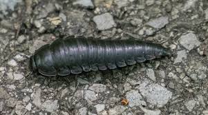 Attēlu rezultāti vaicājumam “Silpha obscura larva”