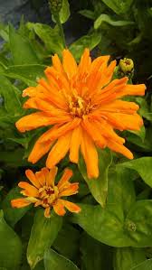 Image result for Zinnia elegans
