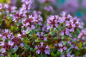 Attēlu rezultāti vaicājumam “Thymus serpyllum flower”