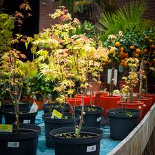 Image result for Acer palmatum `Orange Dream`