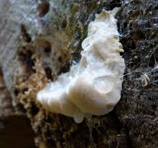 Attēlu rezultāti vaicājumam “Aurantiporus fissilis”