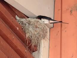 Attēlu rezultāti vaicājumam “Hirundo rustica nest”