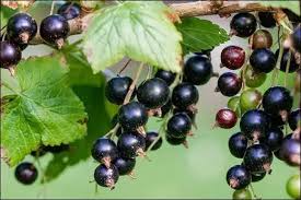Attēlu rezultāti vaicājumam “Ribes nigrum fruit”
