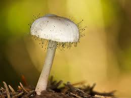 Attēlu rezultāti vaicājumam “Spinellus fusiger”