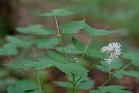 Attēlu rezultāti vaicājumam “Actaea spicata”