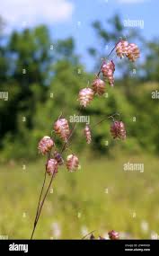 Attēlu rezultāti vaicājumam “Briza media flower”