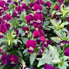 Image result for Viola cornuta