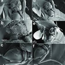 Attēlu rezultāti vaicājumam “Comatricha elegans stalked”