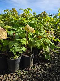 Attēlu rezultāti vaicājumam “Rubus parviflorus”