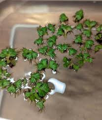 Attēlu rezultāti vaicājumam “Riccia”