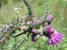 Attēlu rezultāti vaicājumam “Cirsium palustre leaf”