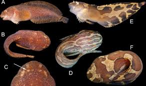 Image result for Liopsetta glacialis