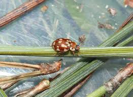 Attēlu rezultāti vaicājumam “Myrrha octodecimguttata”