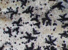 Attēlu rezultāti vaicājumam “Opegrapha atra”